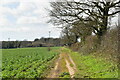 Footpath by field boundary