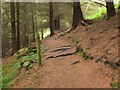 NT2841 : Path in Glentress Forest by Jim Barton