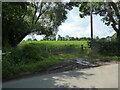 Field of growing maize beside the lane