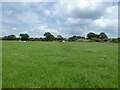 View from a footpath in cattle country near Whixall