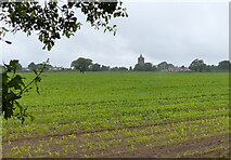 SJ4663 : Farmland at Waverton by Mat Fascione