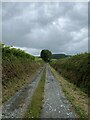 Lane to Trafel y Pwll