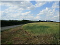 Barley field and Canwick Manor Farm