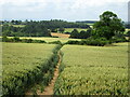 SJ5604 : Path through field of wheat by John H Darch