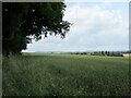 Edge of wheat field