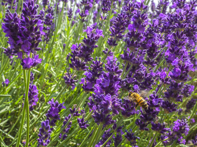 Bee and Lavender