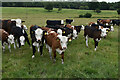 Inquisitive cows on the path