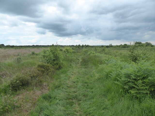 On a footpath in part of Whixall Moss in July