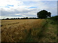 TF1005 : Ripening barley near Ashton by Jonathan Thacker