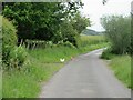 Chickens on the road