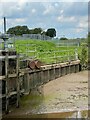 Part of Beckingham Main Drain Sluice