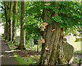 Fungus growing on a tree in Aysgarth Church