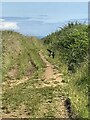 Dive-bomber on the Gower Coast Path