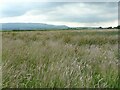 Grassland beside the farm shop