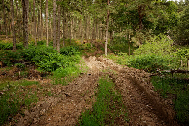 Rutted extraction route for timber in Spital Wood