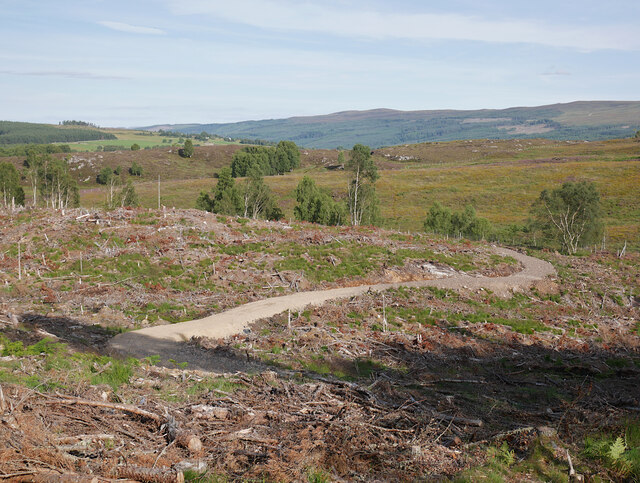 Cleared forest, by Mellness