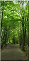 TL1611 : Bluebell Wood, Heartwood Forest, Sandridge, St Albans by Christine Matthews