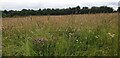 TL1610 : Meadow, Heartwood Forest, Sandridge, St Albans by Christine Matthews