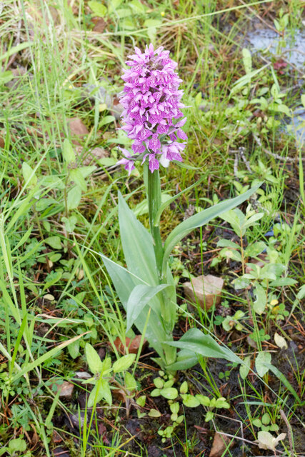 A pale Northern Marsh Orchid in Bellton Wood
