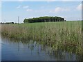 Reeds on the bank of the Leeds & Liverpool canal