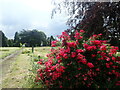 Rose bush in Woolwich Old Cemetery