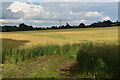 View across field north of Owslebury