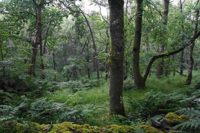 Woodland below Well Lane © Bill Boaden :: Geograph Britain and Ireland