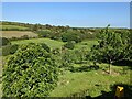 An orchard near Nancledra