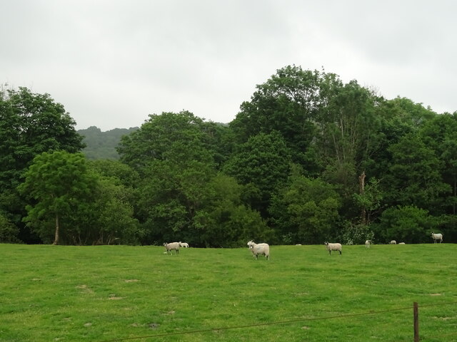 Sheep grazing and woodland, Lowick Bridge