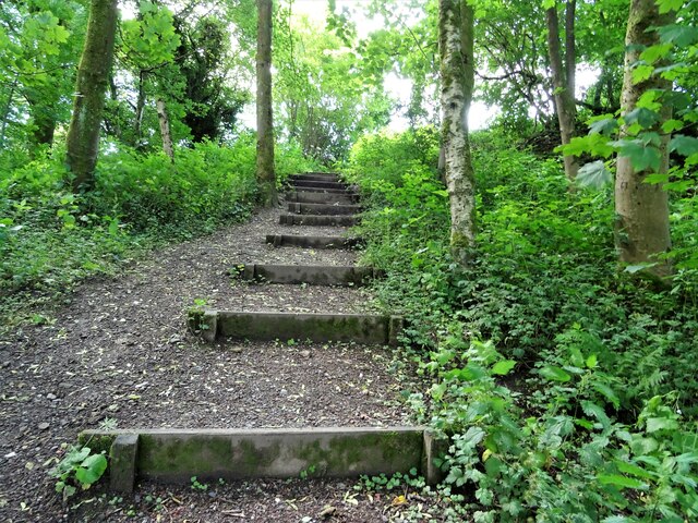 Steps on a woodland path