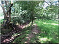 Llwybr ger Llwyn-y-neuadd / Path near Llwyn-y-neuadd