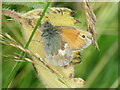 Small Heath