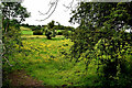 Field with buttercups, Lisnacreeve