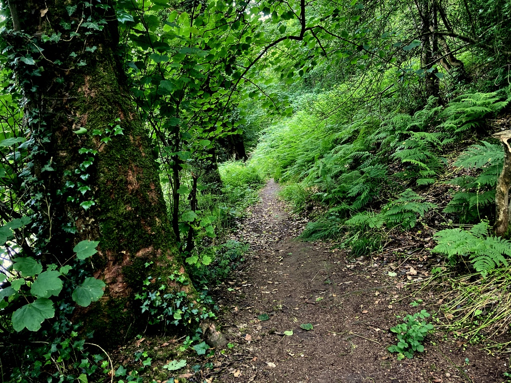 Overgrown path along the Camowen River © Kenneth Allen :: Geograph Ireland