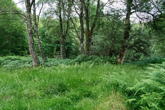 Bracken and woodland in the Rosehaugh Estate