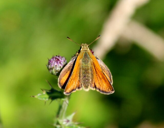 Small Skipper butterfly, Edwards Woodland
