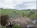 Friesian heifers, North Auchenbrain