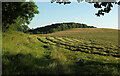 Cut hay by Vinesyard Farm