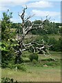 Dead tree beside Boghouse Lane