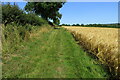 Bridleway by the barley