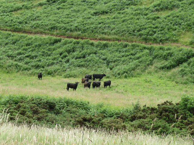 Black cattle grazing by the Monynut Water