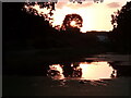 View of the setting sun behind a tree in Valentines Park