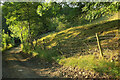 Hillside near Hill Farm