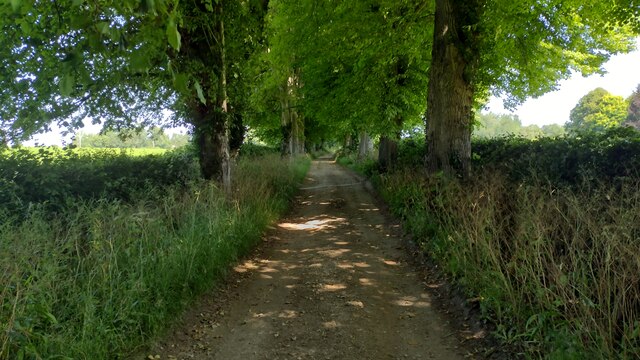 Tree lined Bridleway