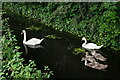 Swans on New River