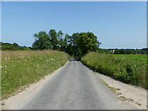 TG2037 : Flower lined minor Road to Roughton by David Pashley