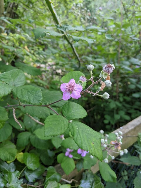 Purple bramble flower