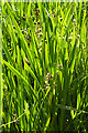 Branched Bur-reed (Sparganium erectum)