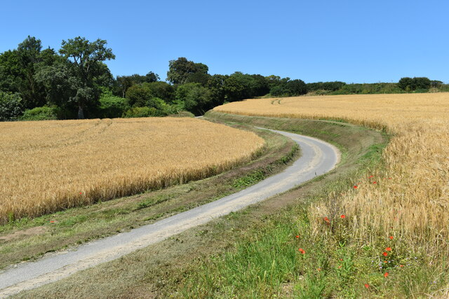 Barley fields at The Hollows, Coddenham