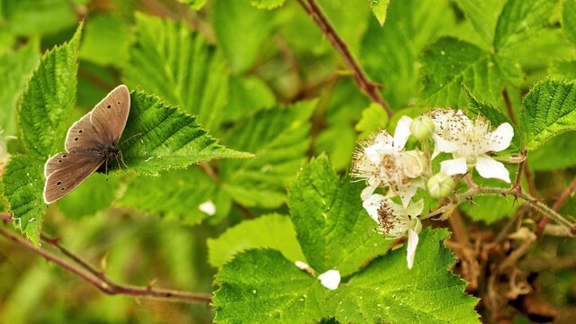 Ringlet Butterfly on brambles, Allanglachwood, Black Isle